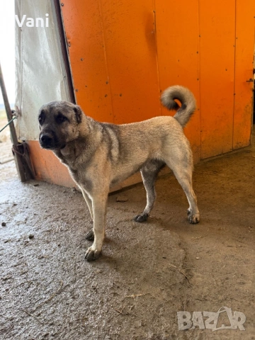 Кангал /Кангалчета, малки , снимка 13 - Кангал - 53493206