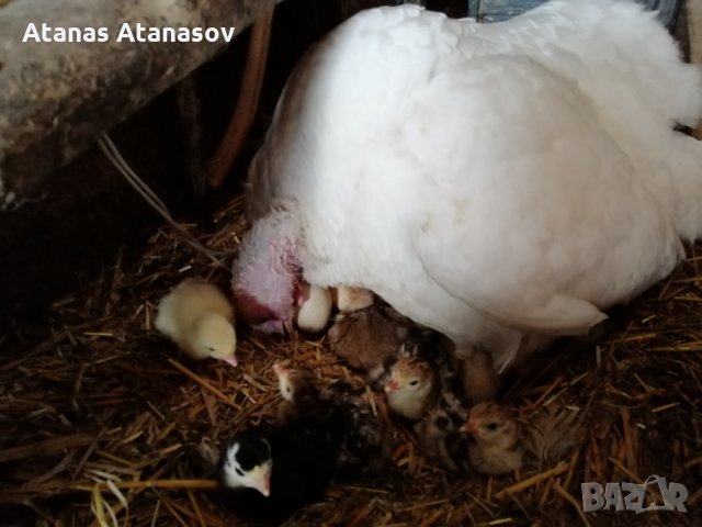 Продавам пуйки и пуешки яйца, снимка 5 - Кокошки и пуйки - 28099344