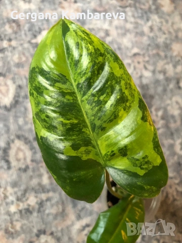Philodendron Burle Marx Variegata , снимка 2 - Стайни растения - 53575581