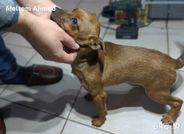 Продавам мъжки пинчер с ваксина и паспорт , снимка 2 - Пинчер - 52391861