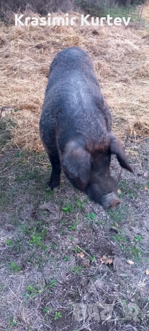 Малки банкетни прасета полу диви , снимка 3 - Прасета - 52360577