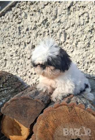 малка принцеса порода Ши тцу , снимка 2 - Ши Тцу - 53201246