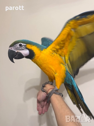 Ръчно хранена Синьо-жълта Ара, снимка 5 - Папагали - 52793164