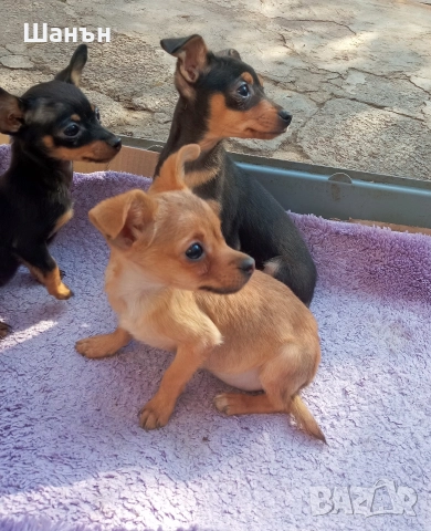 Продавам пинчери, снимка 9 - Пинчер - 52624873