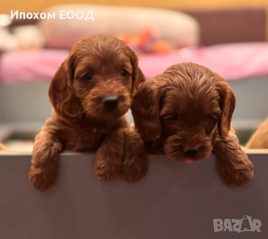 Продавам кучета порода Кокапу , снимка 1