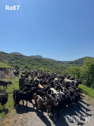 Продавам стадо кози, снимка 2 - Кози - 48682333