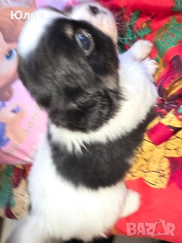 Японски хинчета, снимка 8 - Други - 52506287