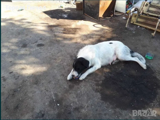 🐶 Каракачански ваксинирани кученца – здрави, обезпаразитени кученца каракачанки (каракачанка)🐾, снимка 2 - Каракачанска овчарка - 50196522