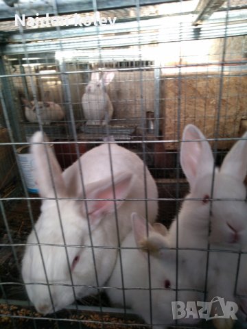 Зайци и заешко месо, снимка 4 - Други животни - 26212785