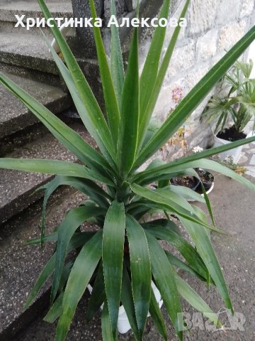 Палма Юка, снимка 3 - Стайни растения - 43115976
