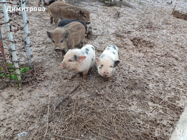 Виетнамски прасета, снимка 10 - Прасета - 50229372