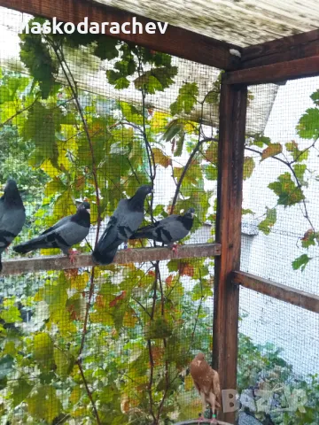 Гълъби на въртене и глас - фрезови и бенкалии, снимка 15 - Гълъби - 46767892