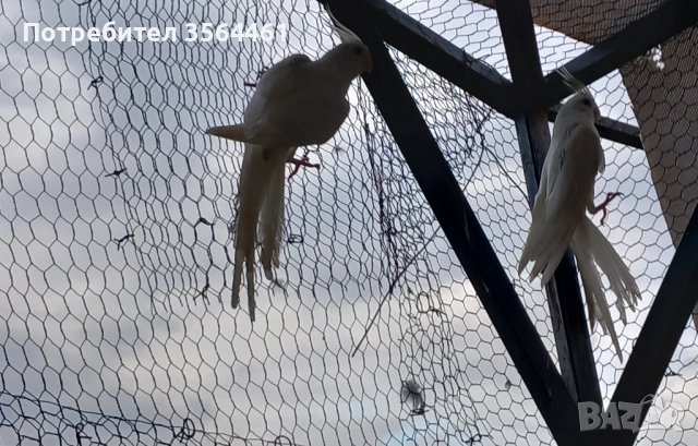 Папагал Корела "Албино"-белолика, снимка 2 - Папагали - 52041479