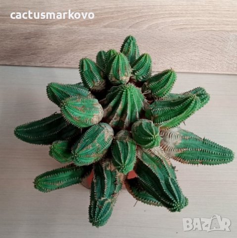 Euphorbia  obesa hybrid, снимка 1 - Стайни растения - 42983516