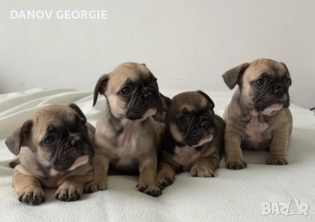 Френски булдог-кученца, снимка 4 - За кучета - 53227094