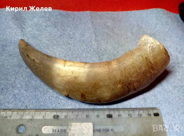 Стар БИВОЛСКИ ГОВЕЖДИ РОГ За КОЛЕКЦИЯ ТЕМАТИЧНА ДЕКОРАЦИЯ 47819, снимка 8 - Антикварни и старинни предмети - 47971805