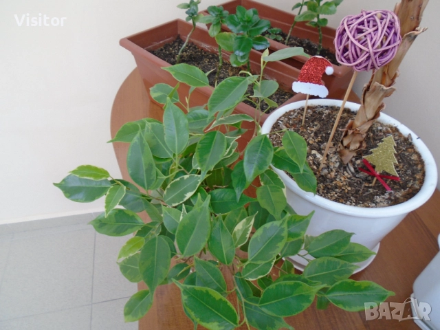 Sony Cyber-shot DSC-W800   20.1МРх, снимка 16 - Фотоапарати - 52805253