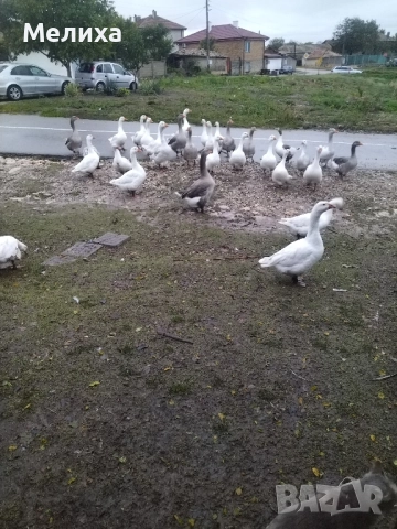 гъски, снимка 7 - Патици и гъски - 51984830