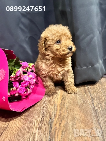 Той пуделче