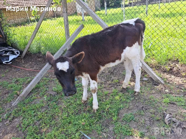 1 бр ОТБИТО ТЕЛЕ ЖЕНСКО , снимка 1