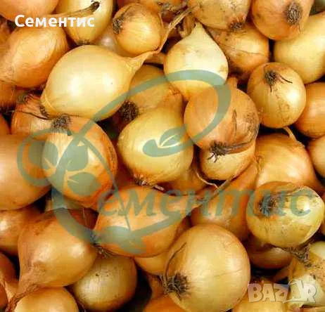 Холандски арпаджик - СУПЕР качество, снимка 3 - Сортови семена и луковици - 28113892