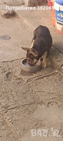 момче на 7 месеца с 3 ваксини . баща флъфи, снимка 2 - Френски булдог - 51313999