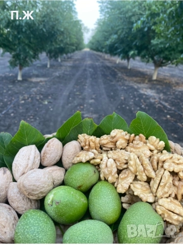 2025 Градински орехи 2025, снимка 1