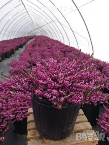 Ерика, снимка 14 - Разсади - 37473257