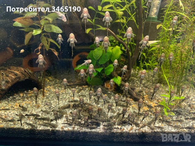 Сомчета Анциструс / Обикновенни сомчета, снимка 1