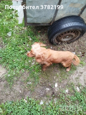 Кокер Шпаньол, снимка 7 - Кокер шпаньол - 52342878