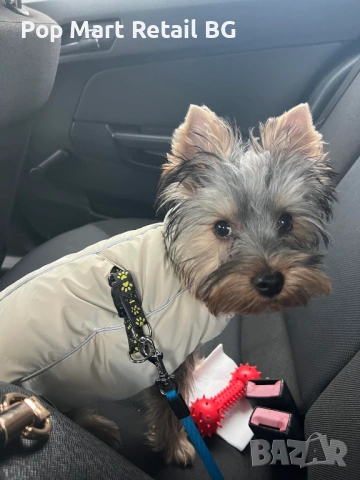 Продавам Йоркширски териер , снимка 2 - Йоркширски териер - 53420021