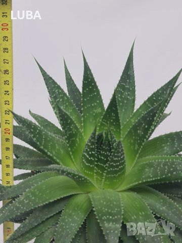 алое Аристата, снимка 3 - Стайни растения - 43375734