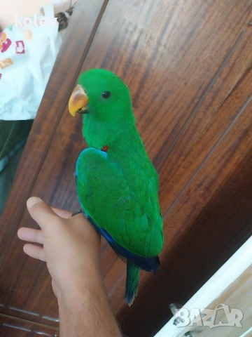 Папагал Еклектус мъжки /бебе , снимка 8 - Папагали - 53571247