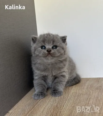 Чистокръвни сини британчета, снимка 12 - Британска късокосместа - 49778535