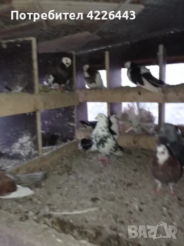 Пернишки капест, снимка 17 - Гълъби - 49426302