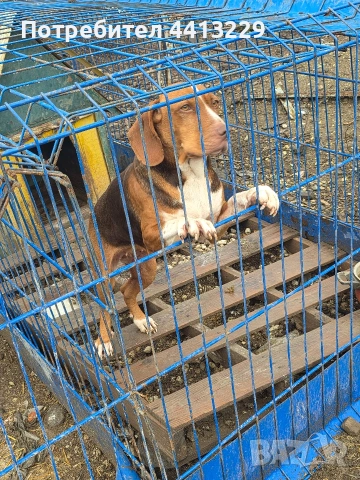 шоколадово гонче,свинари и зайчари, снимка 2 - Гонче - 53048084