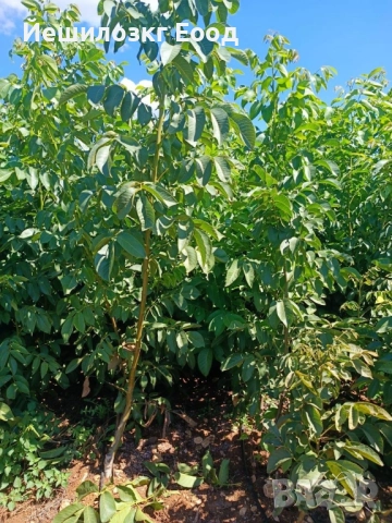 Орехови фиданки. Orehovi fidanki, снимка 8 - Разсади - 51818767