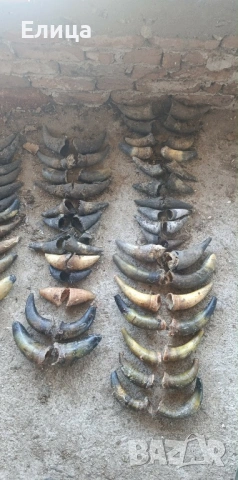 Рог от лопатар и кравешки рога, снимка 3 - Колекции - 53161391