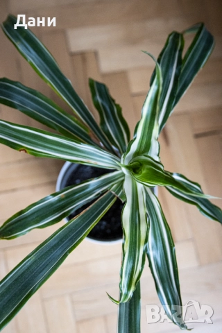 🌿 Драцена Lemon Lime – жизнена и лесна за отглеждане у дома 🌿 Готова за подарък, снимка 8 - Стайни растения - 52061005