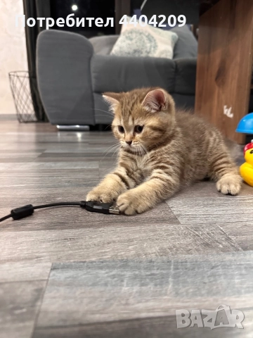 Британски късокосмести, снимка 6 - Британска късокосместа - 52344985