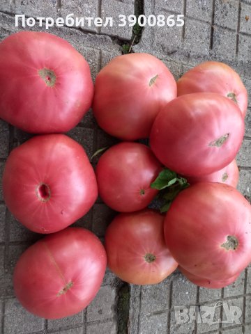 Семе розови домати , снимка 5 - Сортови семена и луковици - 43060512