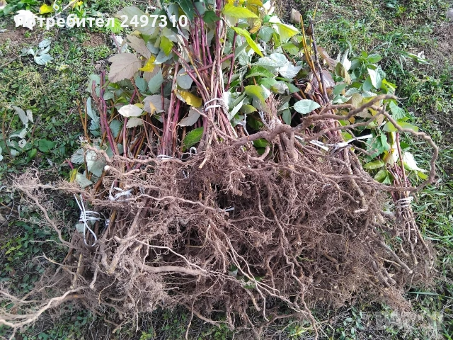 Продавам разсад малини , снимка 3 - Разсади - 53530038