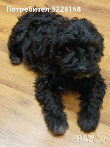 кученца за трюфели, снимка 5 - Други - 52937221