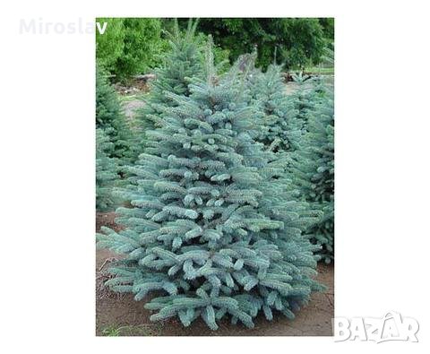 Сребрист Смърч-(Picea Pungens Glauca), снимка 4 - Градински цветя и растения - 32902092