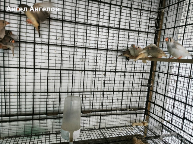 зеброви амадини , снимка 6 - Амадини - 52357881