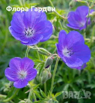 МНОГОГОДИШНИ ЦВЕТЯ - Коренища/ПРЕДВАРИТЕЛНИ поръчки, снимка 4 - Градински цветя и растения - 53138637