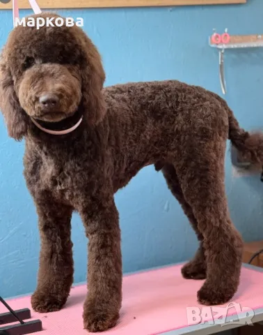 стандартен/Голям кралски/ пудел, снимка 2 - Пудели - 50202304