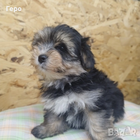 йоркширски териер , снимка 3 - Йоркширски териер - 53504599