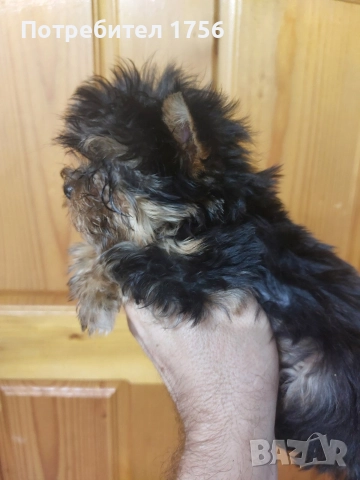 Йоркширски териер, момче с родасловие., снимка 4 - Йоркширски териер - 52570480