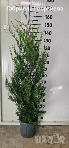 Кипарис Лейланд , снимка 3 - Градински цветя и растения - 52323869